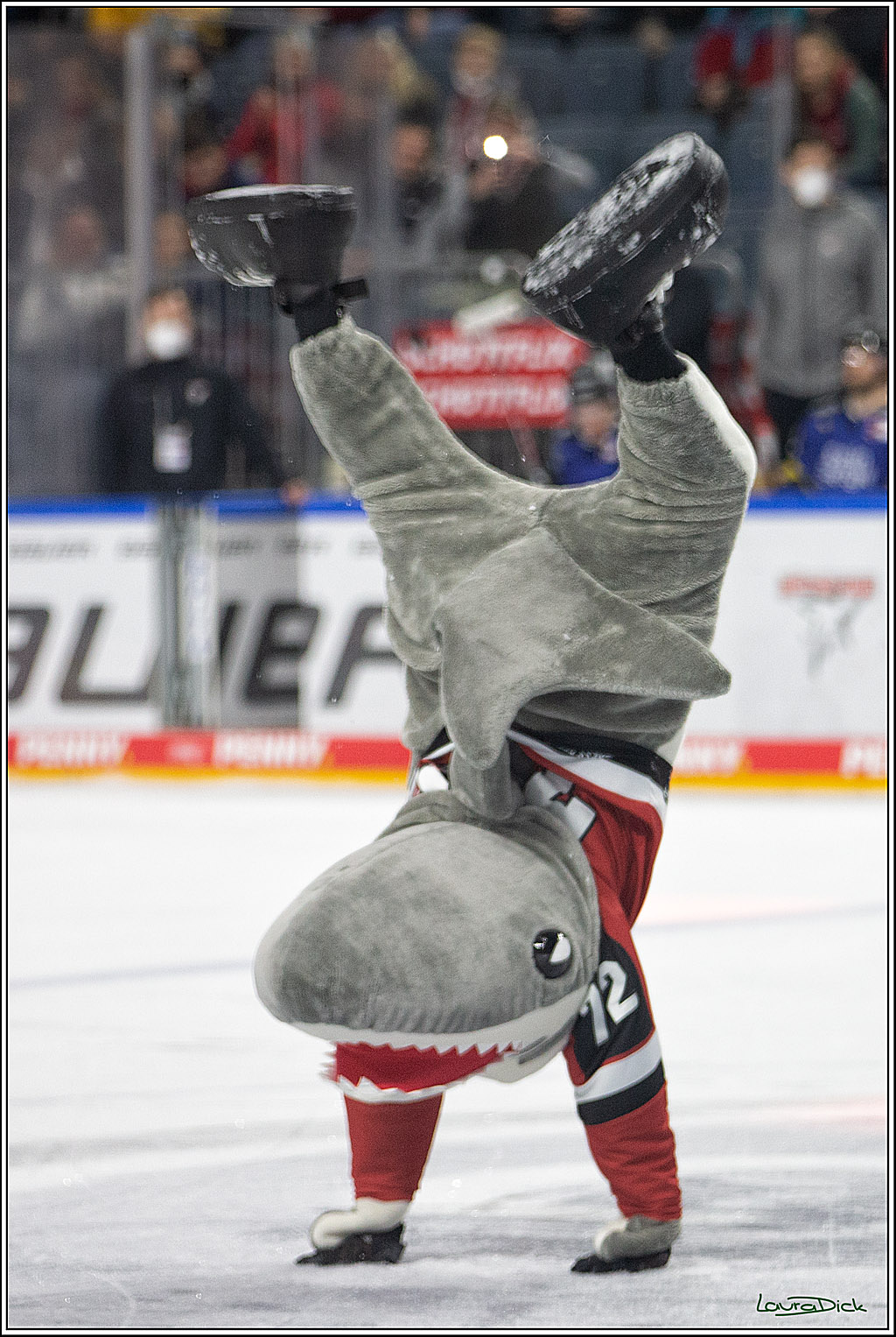 PENNY DEL; Koelner Haie- Fishtown Pinguins Bremerhaven; Koeln, 23.11.2021